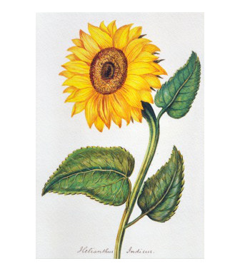 Helianthus Indicu  (c) reisser-kunstpostkarten.de