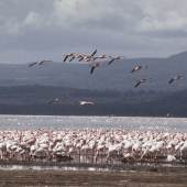 Flamingos am Lake Nakuru. ©Michel Terrettaz / WWF-Canon. Leihgabe WWF Schweiz. 