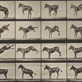 Eadweard Muybridge | "Ruth" bucking and kicking, aus “Animal Locomotion”, 1887  Stiftung Ann und Jürgen Wilde, Pinakothek der Moderne München