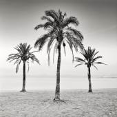 Arkadius Zagrabski | Three Palm Trees | 2017 | Fotografie