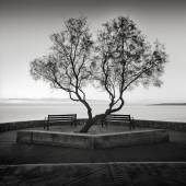Arkadius Zagrabski | Two Benches and One Tree | 2017 | Fotografie